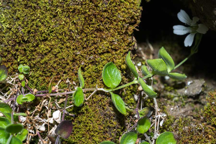 Arenaria bertolonii / Arenaria di Bertoloni